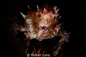 crab on softcoral. underlighteffect created with a snoot. by Volker Lonz 